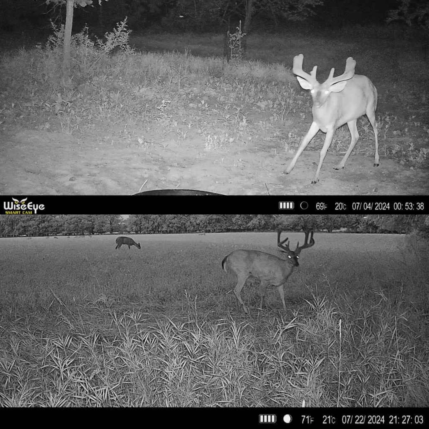 Trophy Tine Mineral- Crushin' Cherry 5lbs