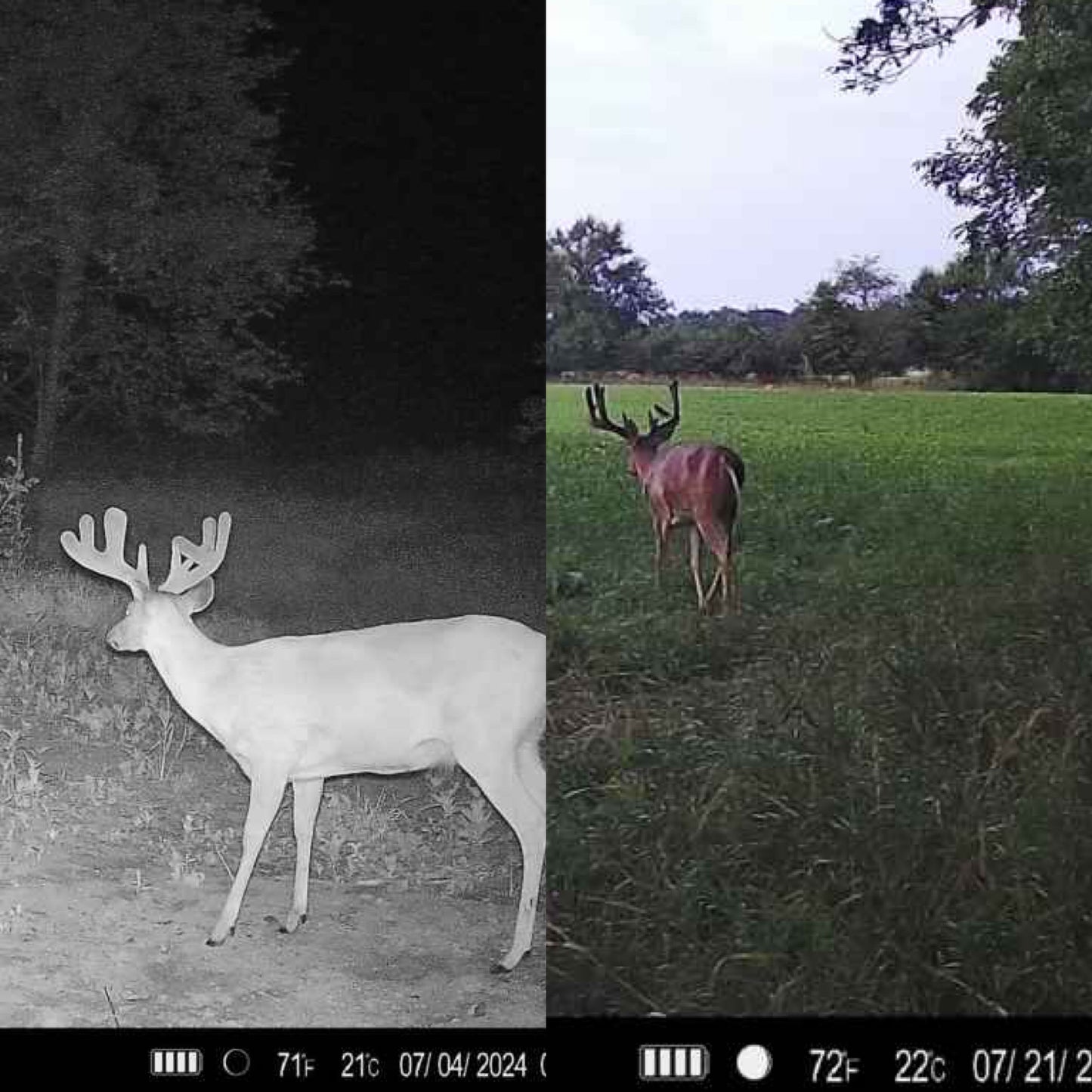 Trophy Tine Mineral- Crushin' Cherry 5lbs